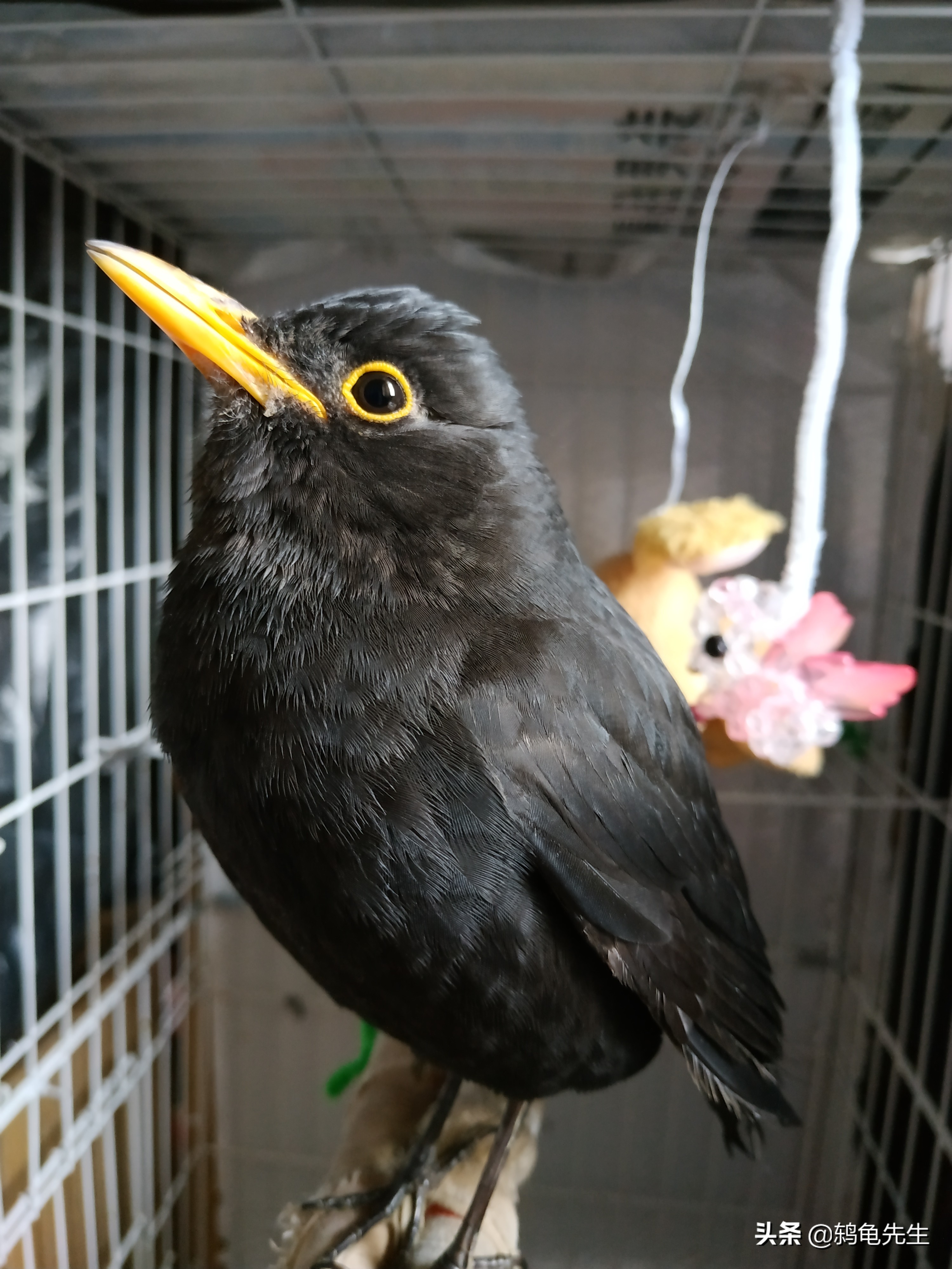 被人误解千年的乌鸦居然是好鸟,被人误解的猫科动物