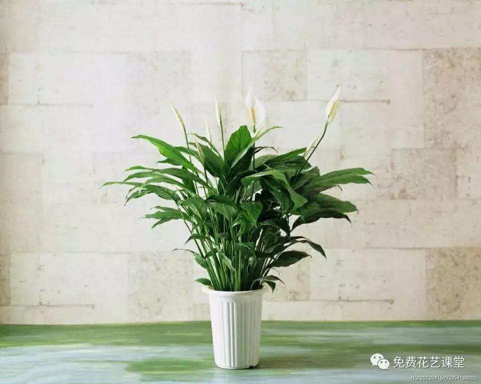 不含盆的水培植物室内懒人养不死,水培金枝玉叶室内绿植懒人盆