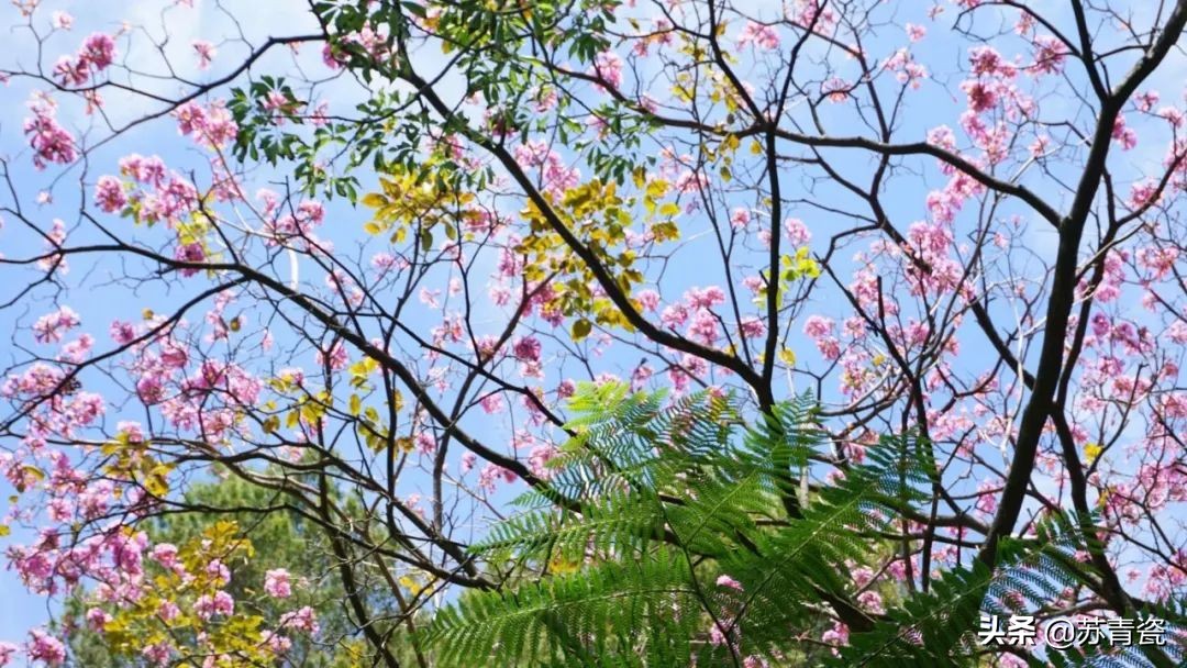 只知道大堡礁？澳大利亚还有这个冷门景点，美得不像地球