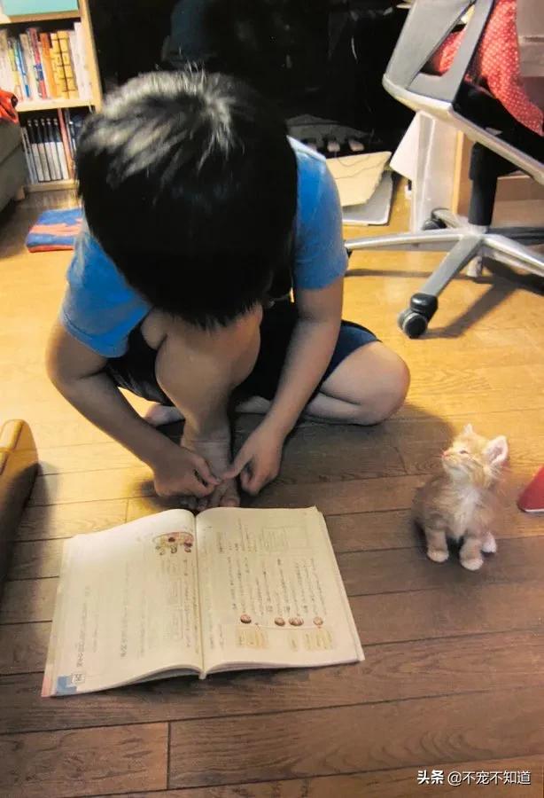 岛国妹子养的超萌小奶猫,几个月后变成巨兽了