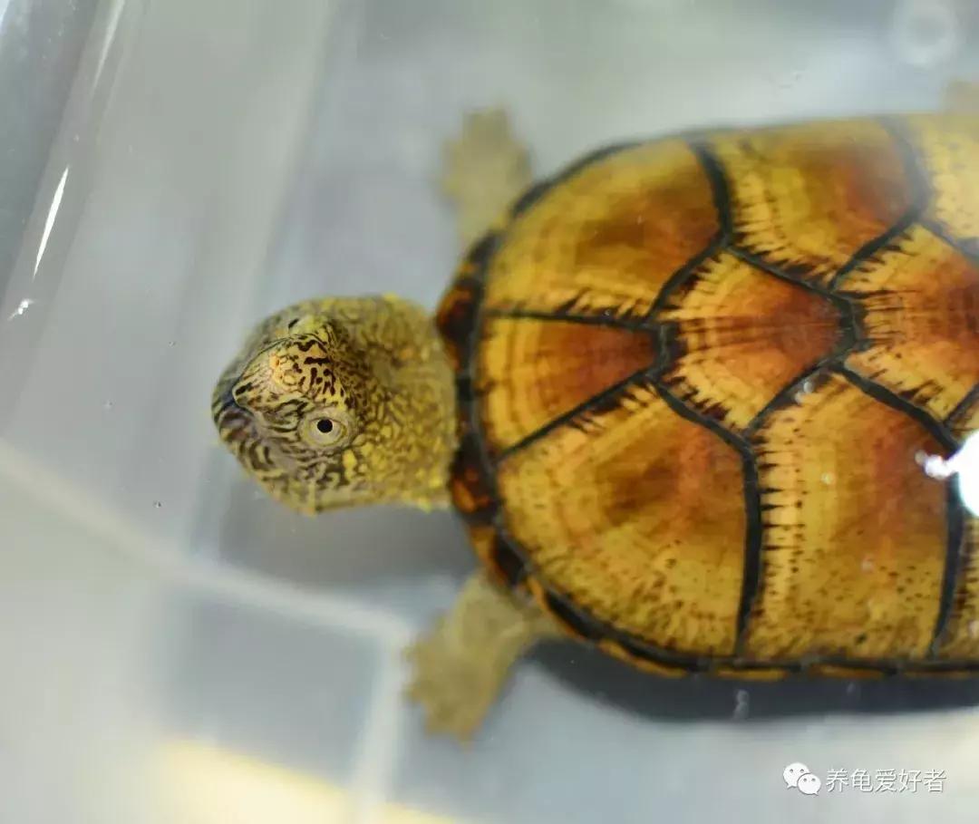 龟的各个器官的作用,龟类有哪几种类