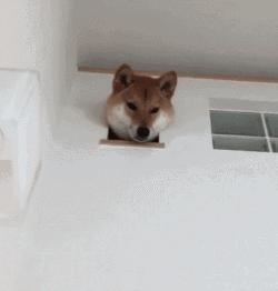 科学养犬四个标准是指哪些,科学养宠攻略狗不能吃什么