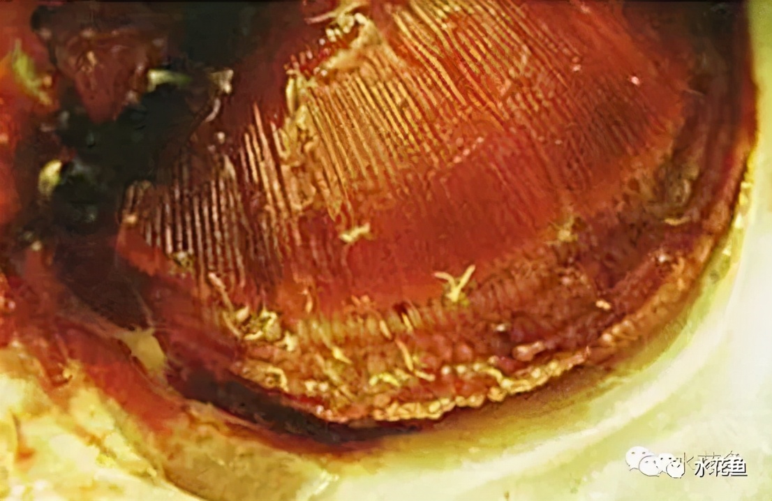 鱼类寄生虫用什么药,鱼类寄生虫怎么灭杀