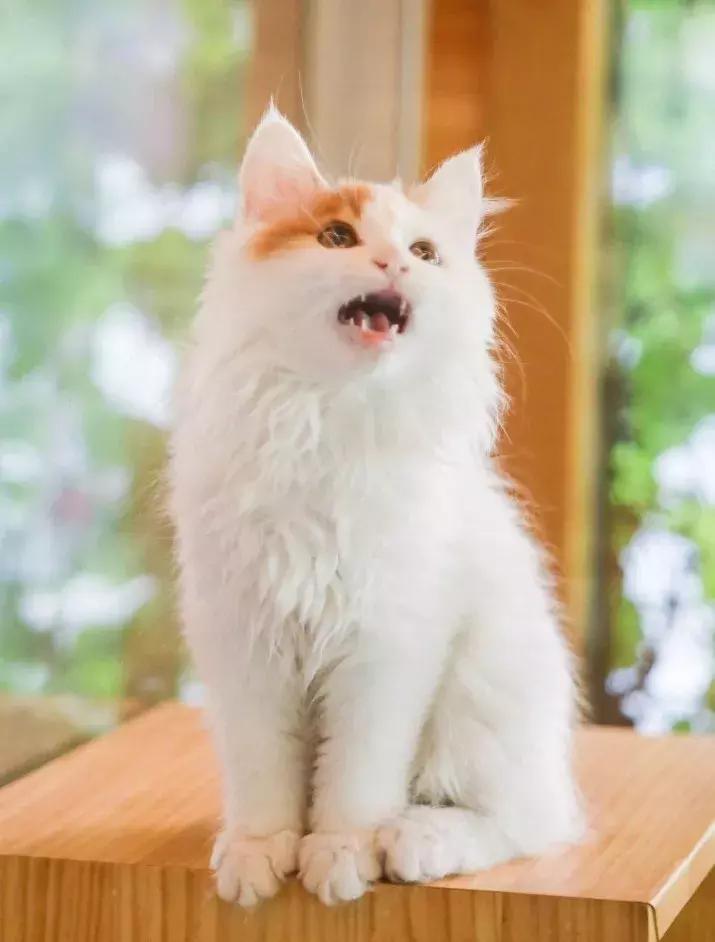 上次没领到猫的亲们，第二波小盆友来啦