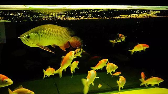 9条锦鲤和1条龙鱼混养,龙鱼招财猫和锦鲤混养