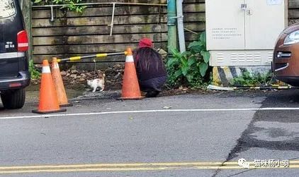 流浪猫被吓跑后会去哪,流浪猫被吓走还会回原来窝吗