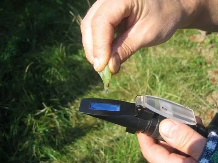 品乐Pinor：在法国葡萄园上班，就像在东北掰玉米……