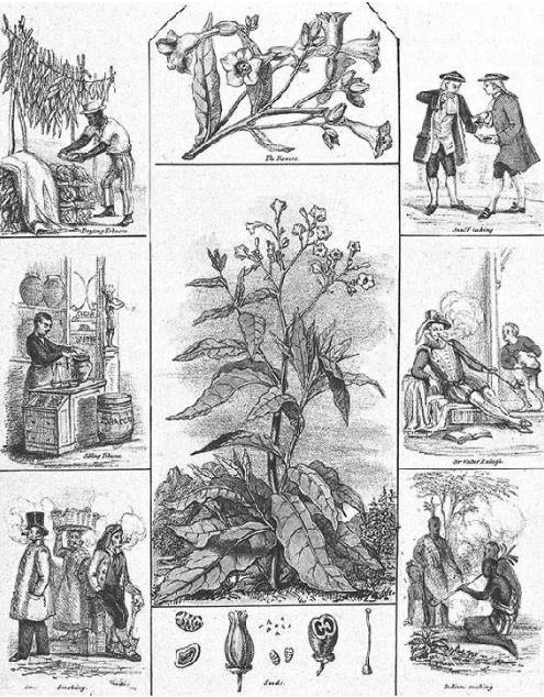 草烟的危害大还是纸烟危害大,烟草的危害