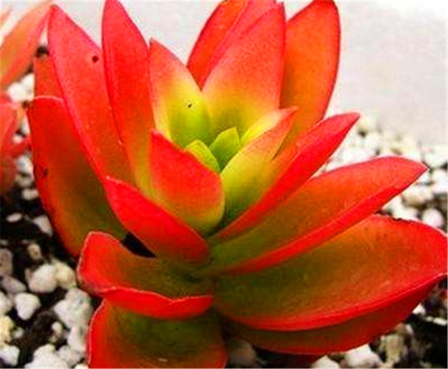 多肉火祭不爆侧芽怎么办,多肉火祭为什么不红