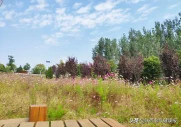 被毒隐翅虫咬怎么治疗,中了隐翅虫毒有什么感觉