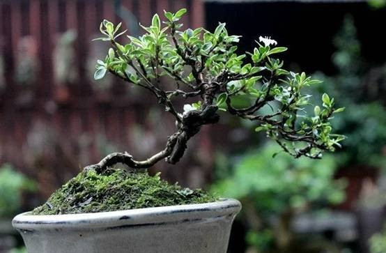 盆景最忌讳什么树,盆景十大忌讳什么