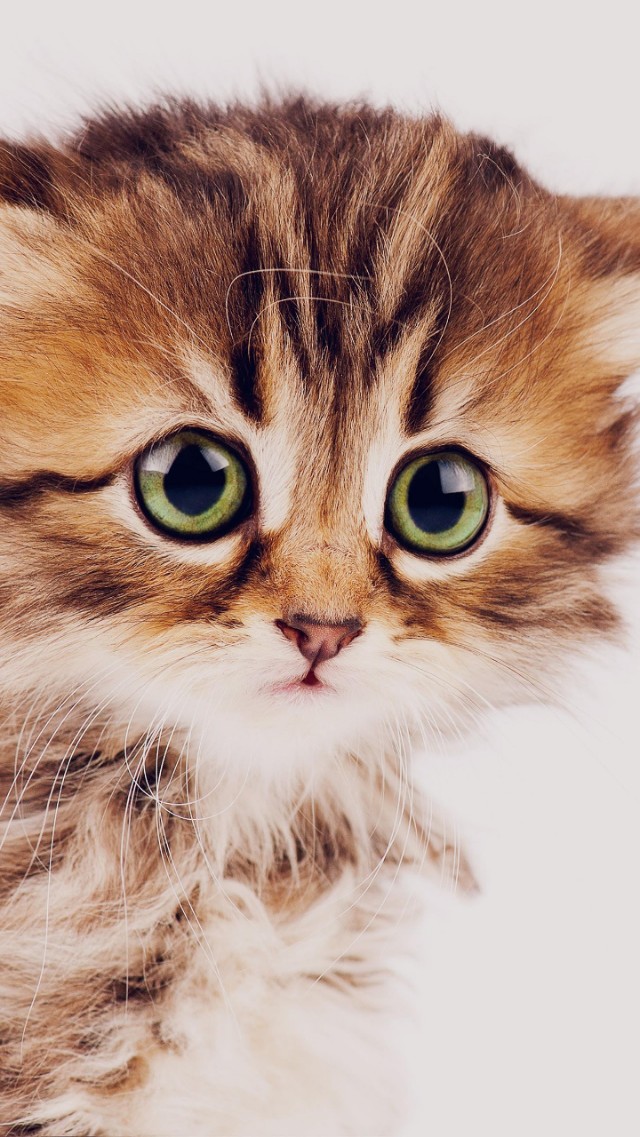 电脑壁纸萌宠超清4k原图,城市风景插画4k高清壁纸