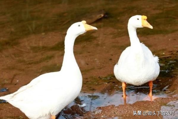 如今养鹅还有市场吗,养鹅形势