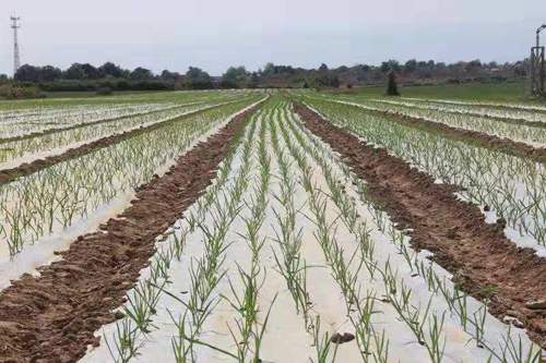 大蒜黄叶的解决方法,大蒜黄叶的原因和解决方法