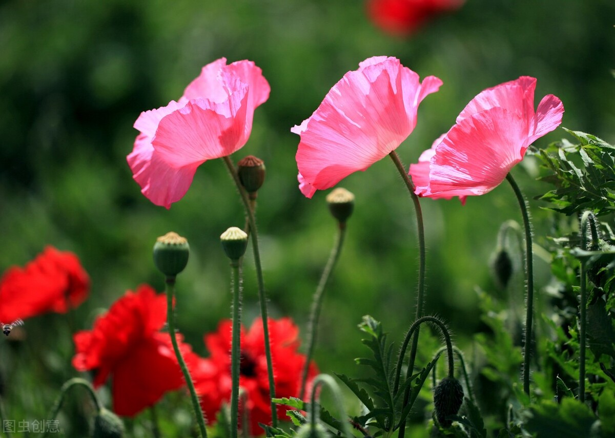 郁郁葱葱的多肉植物,适合阳光足的一年四季开花的植物