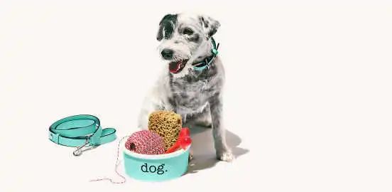 从实用场景到时尚单品,宠物配饰进入2.0时代