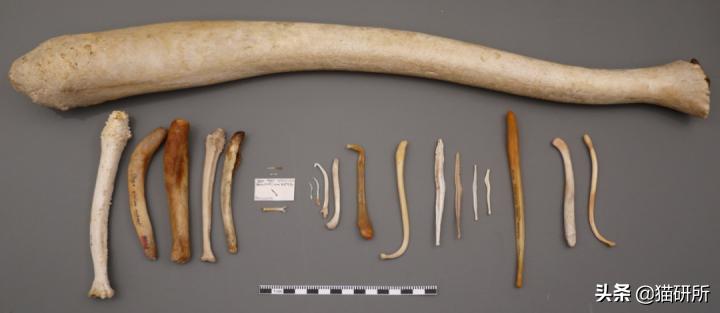 8个猫咪「性」的冷知识，务必背着主子看