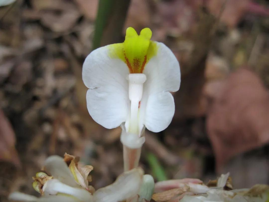 冬天常见中药植物图片及功效,花期长的草本植物图片