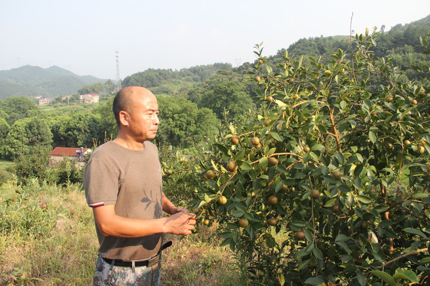 王大存原创,王大存