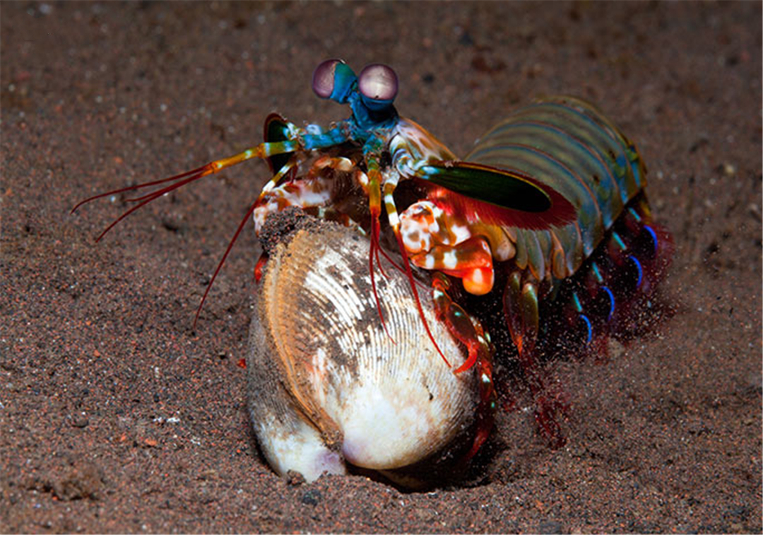 拳风打出音爆,螳螂虾的拳头真的可以击碎鱼缸吗