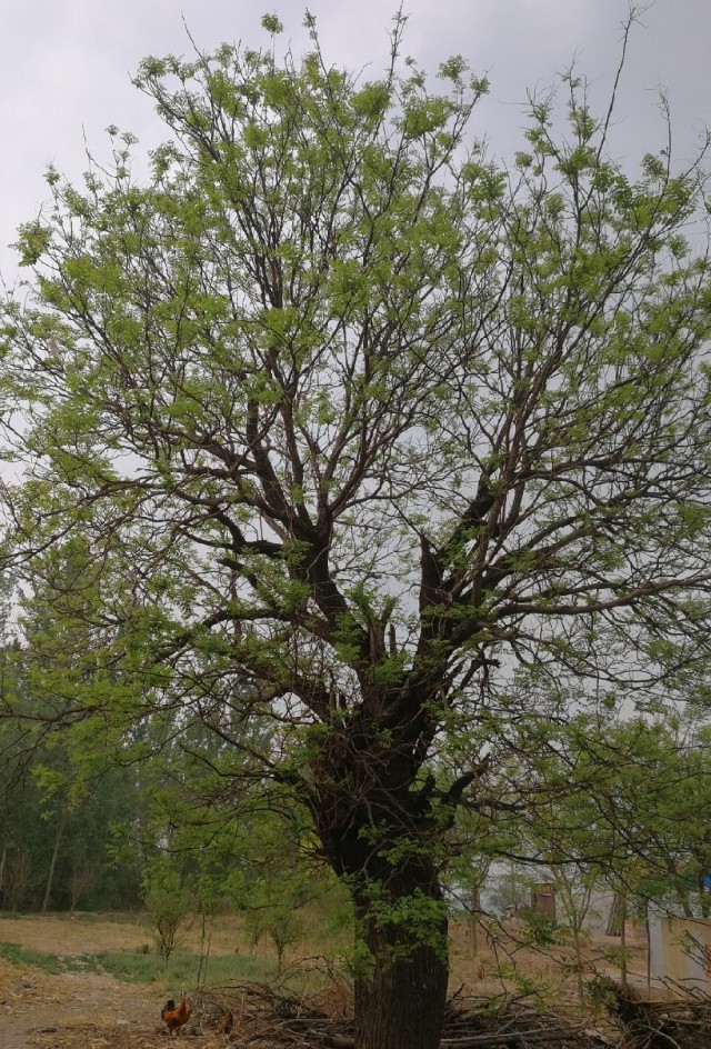 散文守望这方红色沃土,散文守望麦田