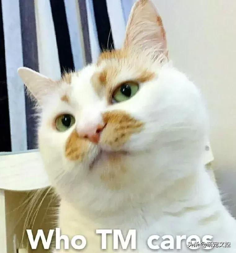 如何改掉猫咪乱挠乱咬的毛病,猫咪为什么会挠猫粮