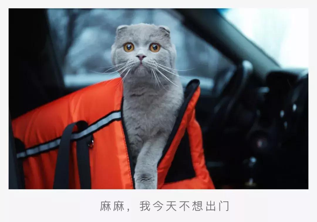 猫咪晕车后怎么恢复,猫咪晕车怎么办最有效