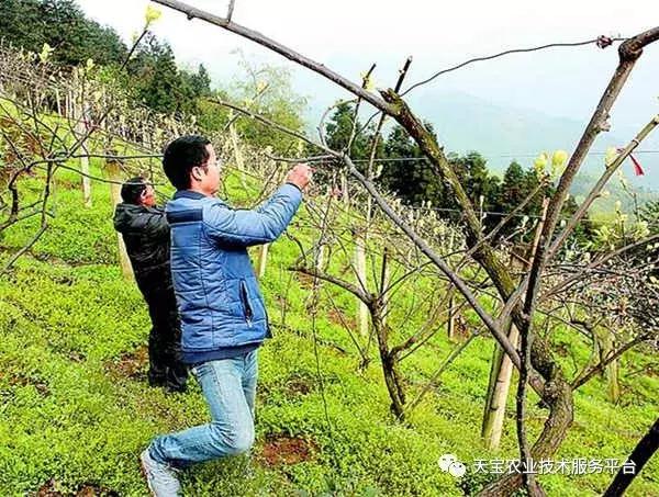 猕猴桃花果期怎么管理,一年猕猴桃树怎么管理