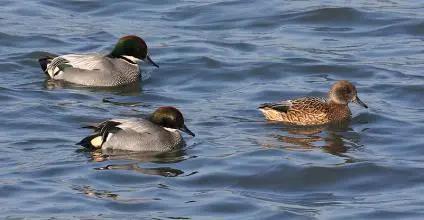 “金”屋藏“娇”？五金店竟敢偷卖这些精灵宝贝！