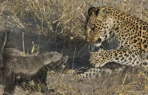 非洲岩蟒是平头哥天敌？平头哥怒啃岩蟒，展示“非洲一哥”的实力