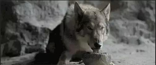 阿尔法｜如果文明是卑躬屈膝，我会让你看到野蛮的骄傲