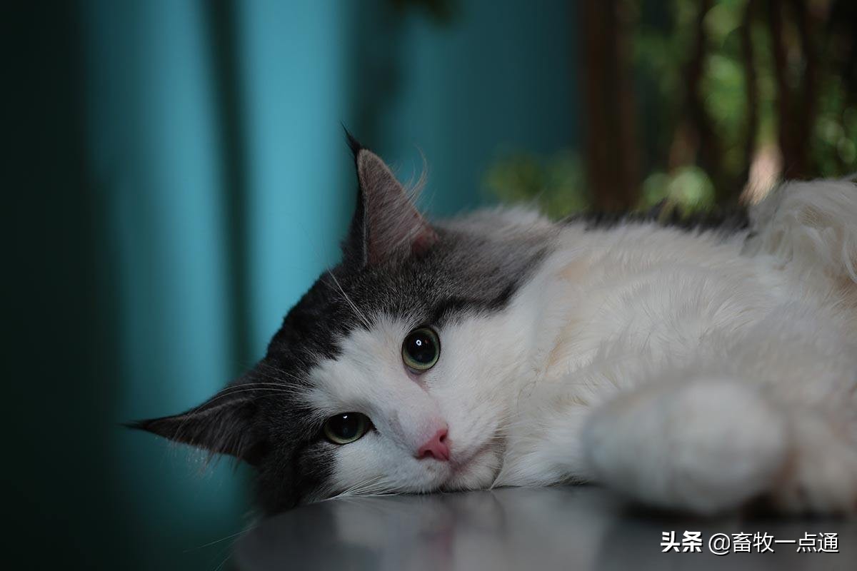 教猫戴牵引绳,教猫咪戴项圈