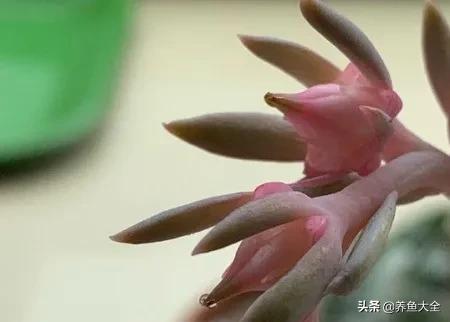 多肉开花了怎么办,多肉开花授粉收种子