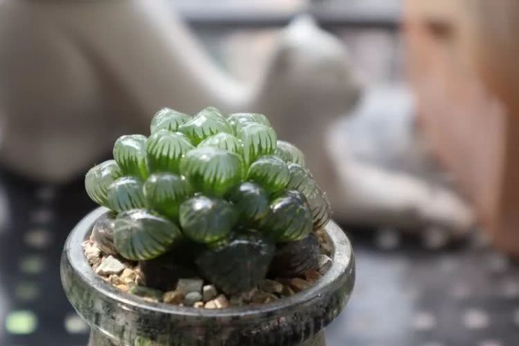 多肉名字怎么记,多肉的品种图片及名字寓意