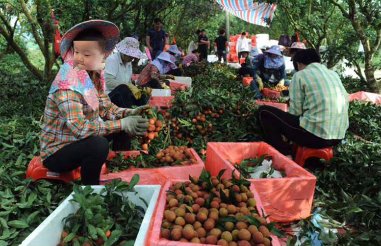 荔枝界的爱马仕,广东荔枝首选桂味荔枝
