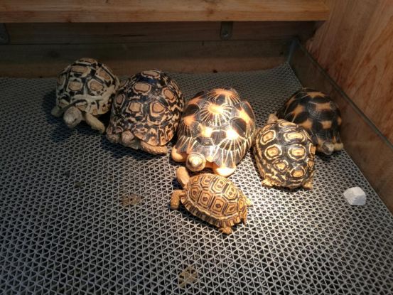 陆龟刚孵化怎么喂养,陆龟小苗怎么养