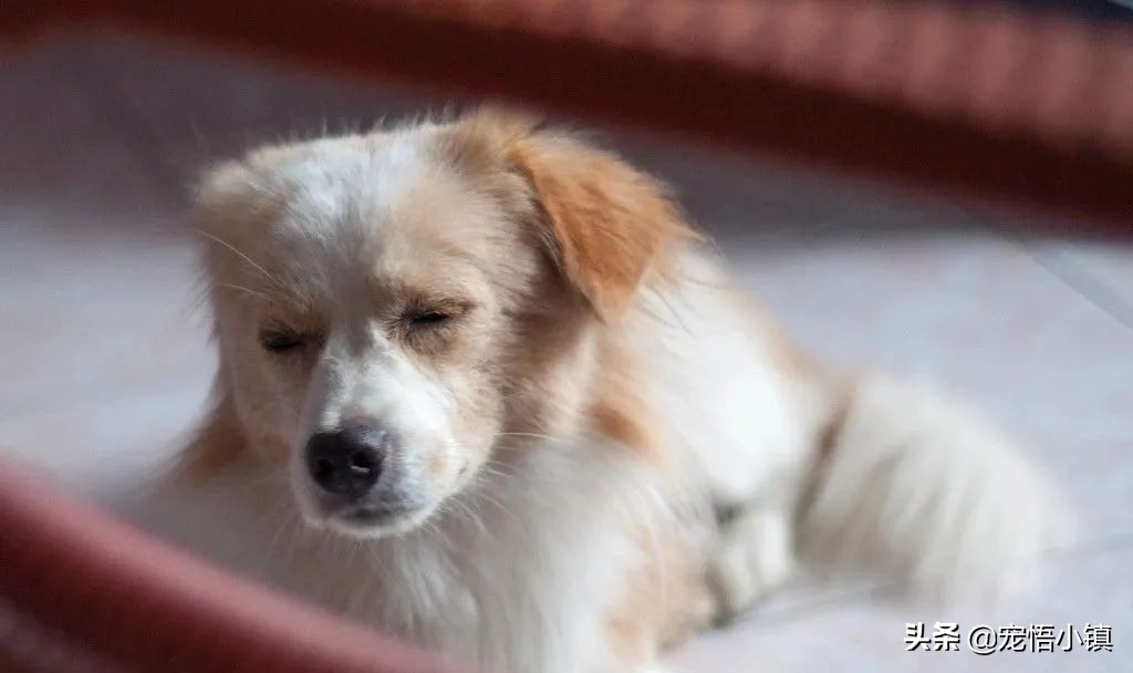 成犬狗狗翻肠子什么意思,狗狗翻肠子是什么原理