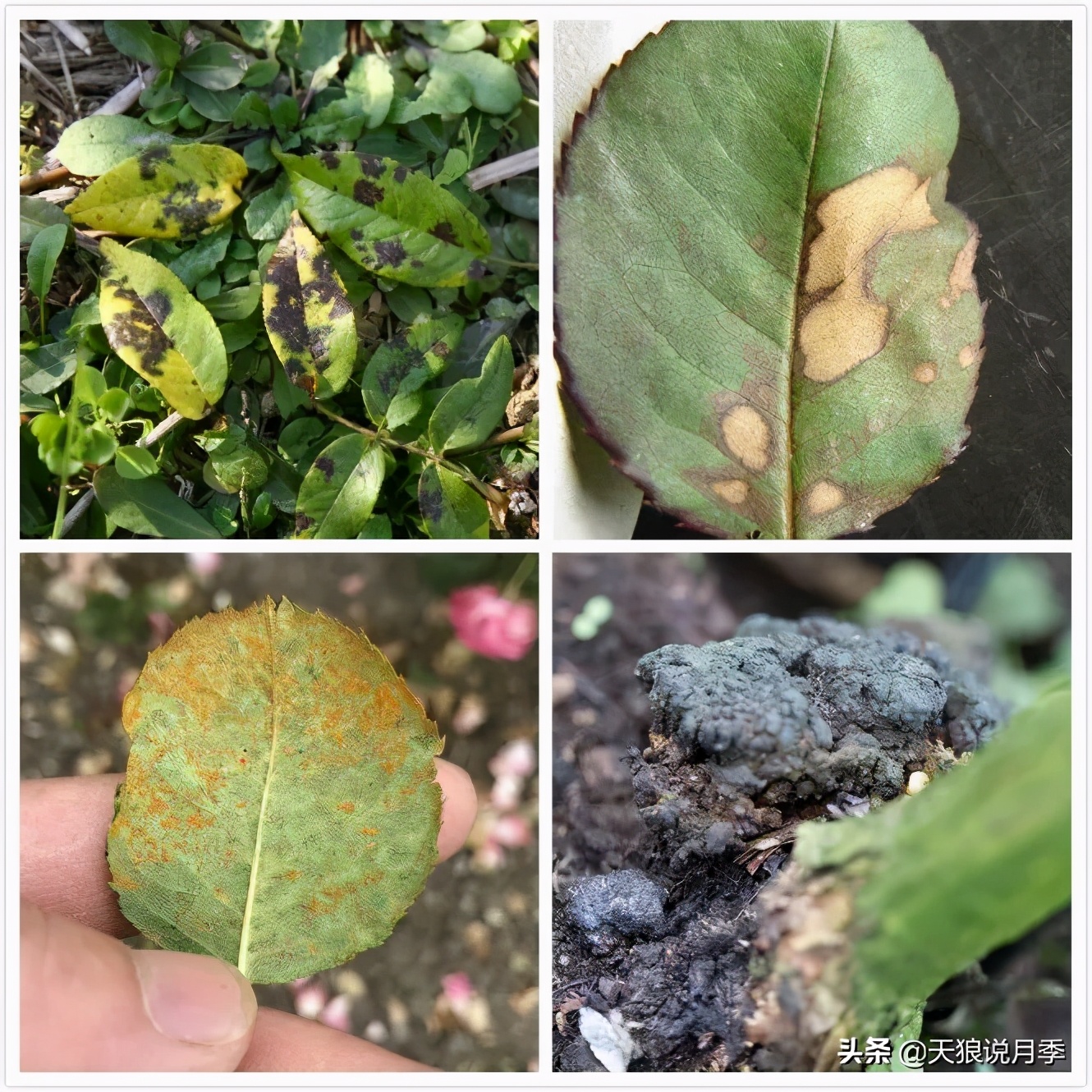 天狼月季申请品种保护吗,天狼育种在国际上是什么水平