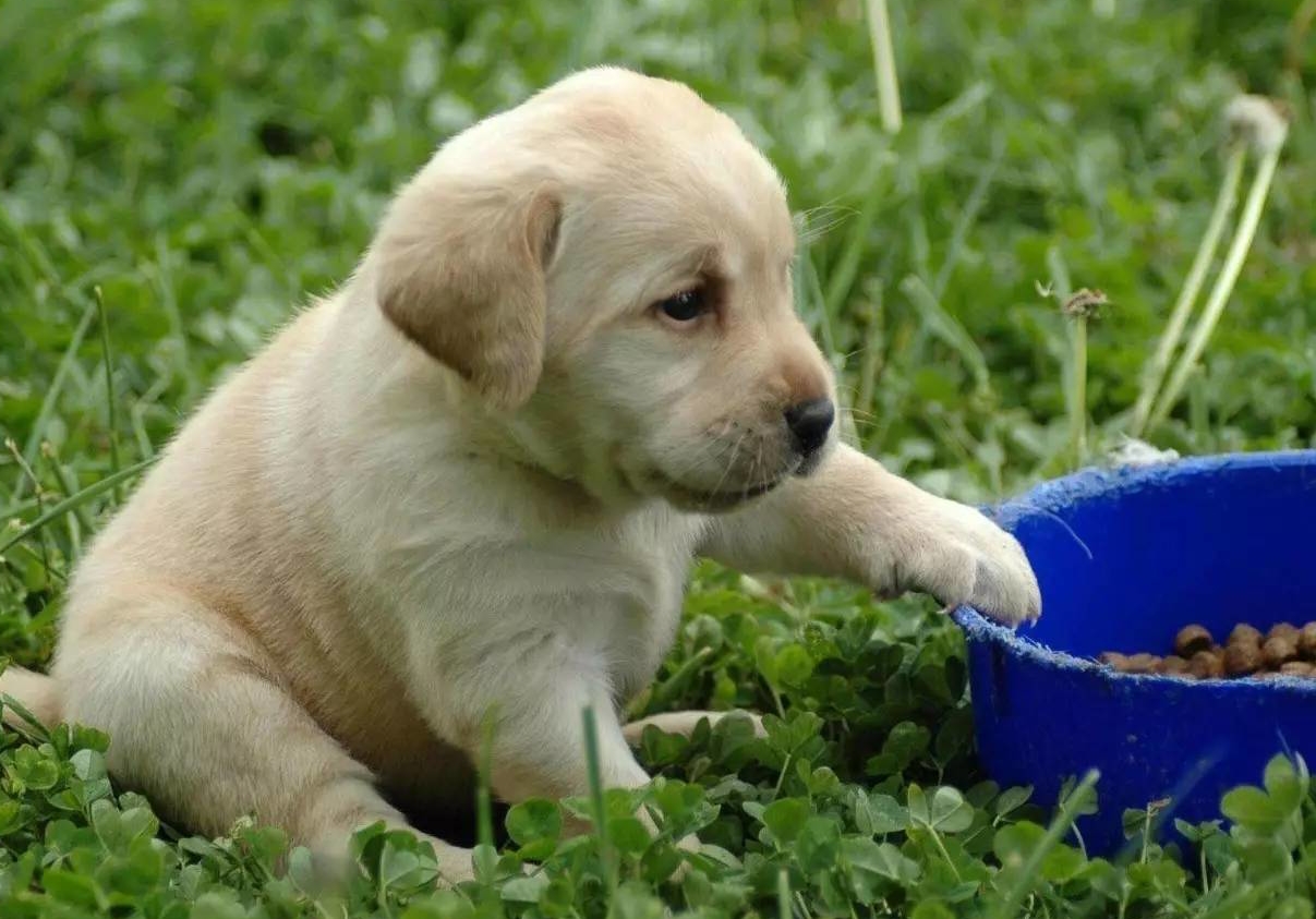 养狗人用什么狗粮最好用,养狗时间长了怎么喂