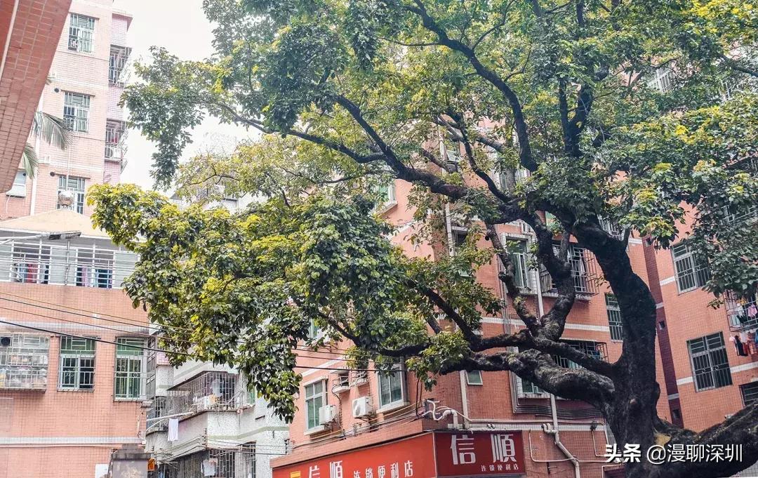 深圳空气中氡含量全国第一,深圳市负氧离子大概是多少