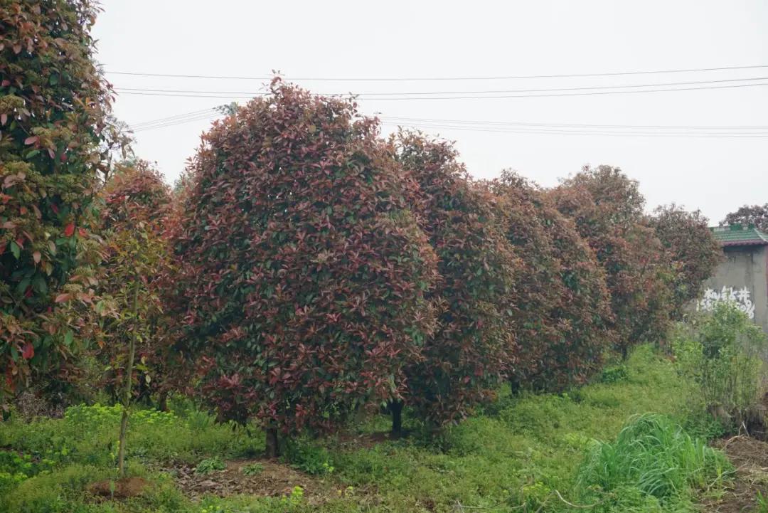 这名音乐老师种的红叶石楠,一棵卖了20000元