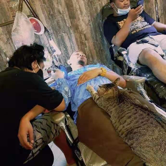 全网都以为复旦大学的猫被偷了，几天后…气得想骂猫