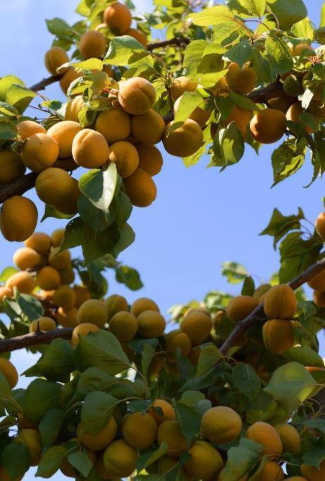 楼房客厅适合养的盆景,书房最好看的盆景