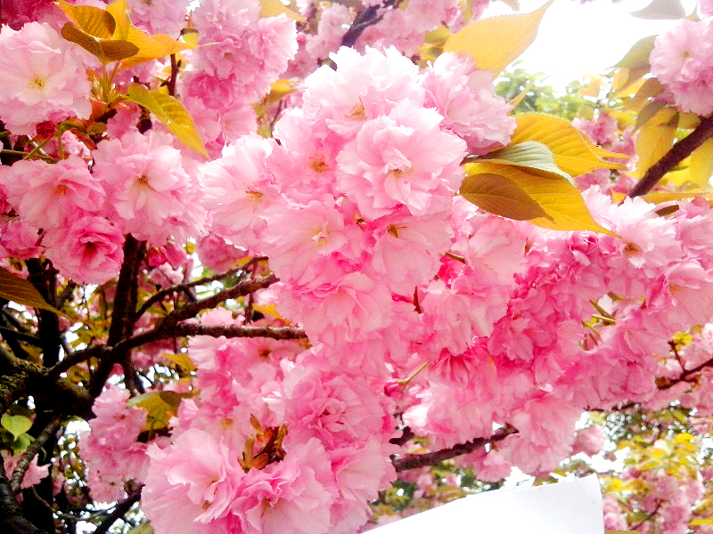 为什么要去长沙民政职业技术学院,长沙民政职业技术学院校园圈