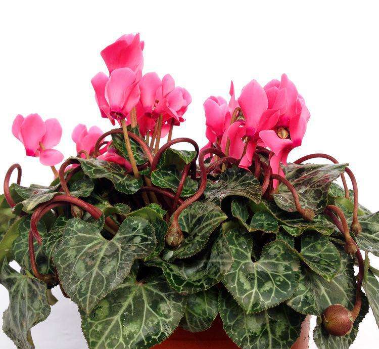 仙客来一盆变十盆视频,仙客来一盆种几棵