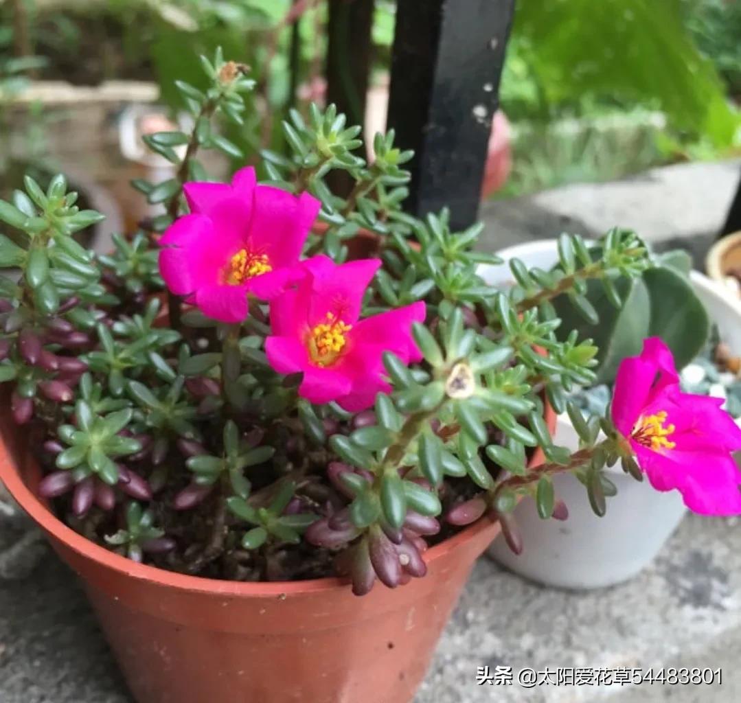 紫米粒多肉植物怎么养,紫米粒多肉夏季