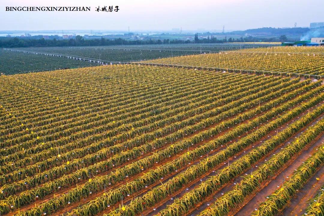 附近的火龙果采摘园海南,海南火龙果采摘