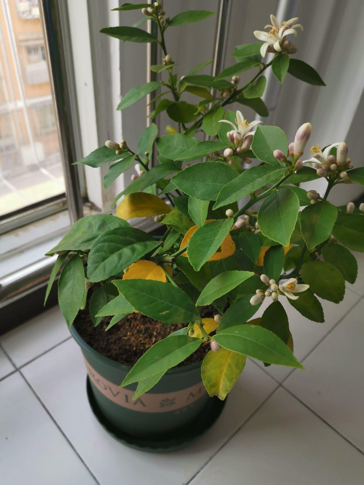 盆栽四季常开且有香味的花,家养盆栽香气浓郁的花