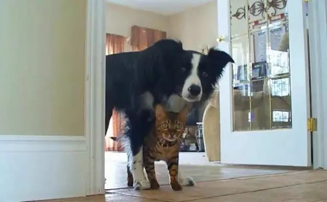 孩子对狗毛过敏还能继续养狗吗,狗毛过敏适合养什么狗