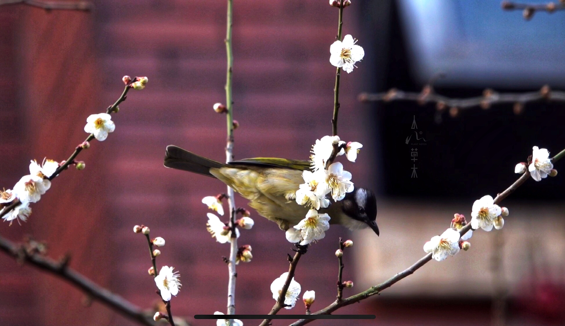 鹎踏梅枝自成画，花落如雨惊闲人